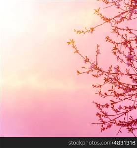 Beautiful apple tree blossom on pink sunset background, spring time season, bright sunny light, floral border