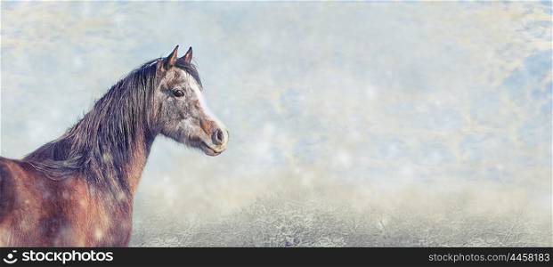 beautiful arabian horse on snow winter background, banner for website, toned