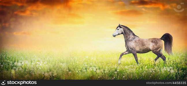 Beautiful arabian horse running trot on summer or autumn nature background with sunset sky, banner for website