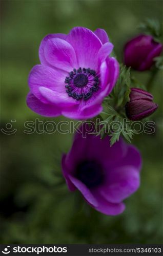 Beautiful artistic shallow depth of field image of anemone de caen flower in SPring