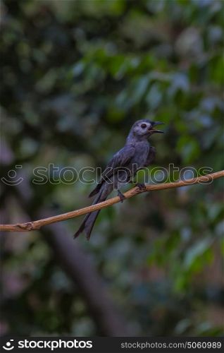beautiful ashy drongo (Dicrurus leucophaeus) perching on a branch