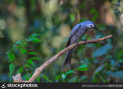 beautiful ashy drongo (Dicrurus leucophaeus) perching on a branch