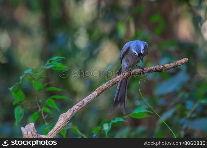 beautiful ashy drongo (Dicrurus leucophaeus) perching on a branch