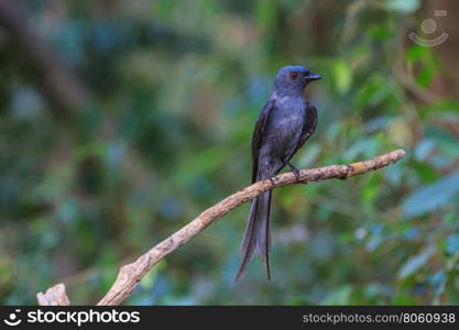 beautiful ashy drongo (Dicrurus leucophaeus) perching on a branch