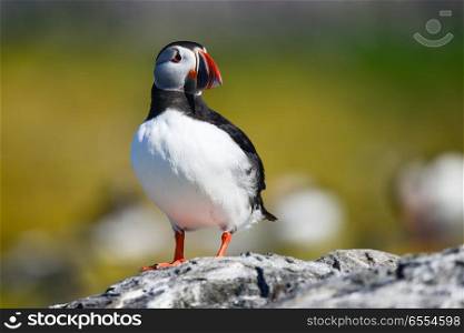 Beautiful Atlantic Puffin or Comon Puffin Fratercula Arctica in Northumberland England on bright Spring day