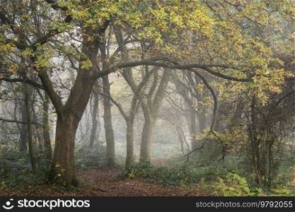 Beautiful atmospheric woodland Autumn Fall landscape image with moody feel