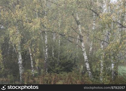 Beautiful atmospheric woodland Autumn Fall landscape image with moody feel