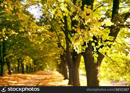 Beautiful autumn alley . Focus on a branch on foreground. Kiev Botanical Garden.