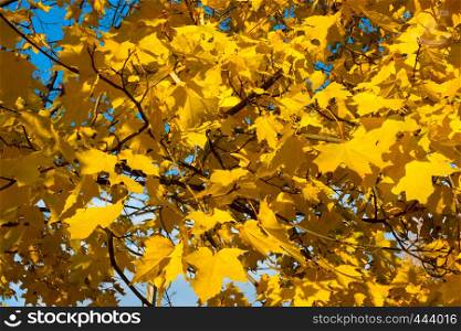 Beautiful autumn background - branch with maple leaves against the sky