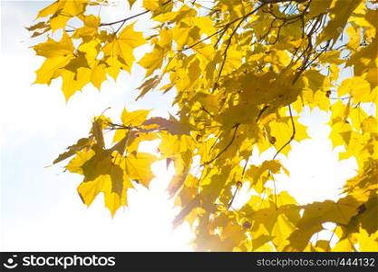 Beautiful autumn background - branch with maple leaves against the sky