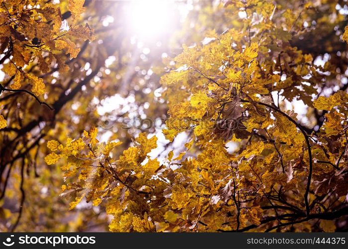 Beautiful autumn background - branch with oak leaves against the sky