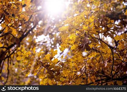 Beautiful autumn background - branch with oak leaves against the sky