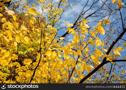 Beautiful autumn background - branch with yellow leaves against the sky