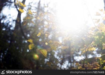 Beautiful autumn background - branches with birch leaves