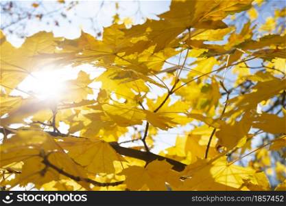 Beautiful autumn background - branches with birch leaves