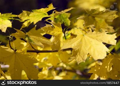 Beautiful autumn background - branches with maple leaves