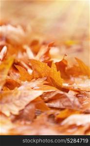 Beautiful autumn background, golden dry maple leaves on the ground in park, fall season, change of nature concept