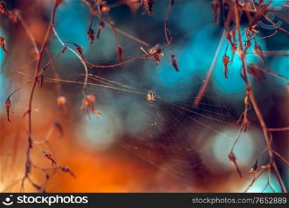 Beautiful Autumn Background. Little Spider Weaved a Web Between Tree Branches in the Forest. Amazing Beauty of Wild Nature.