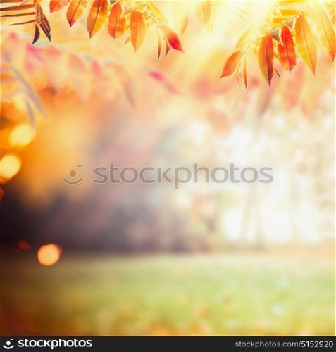 Beautiful autumn background with colorful fall foliage at sunbeam background. Fall outdoor nature in garden or park