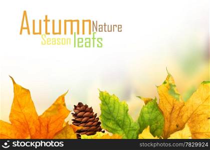 Beautiful autumn background with maple leaves