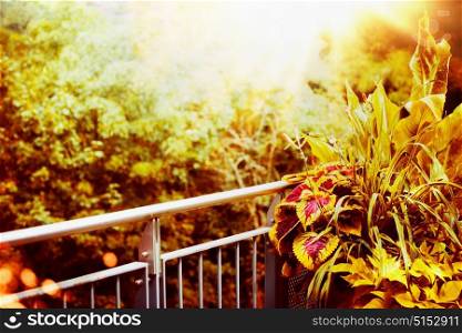 Beautiful autumn Balcony and terrace plant with sunbeam at green nature background