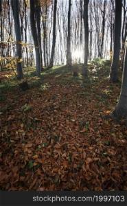 beautiful autumn beech forest. Carpathians, Ukraine