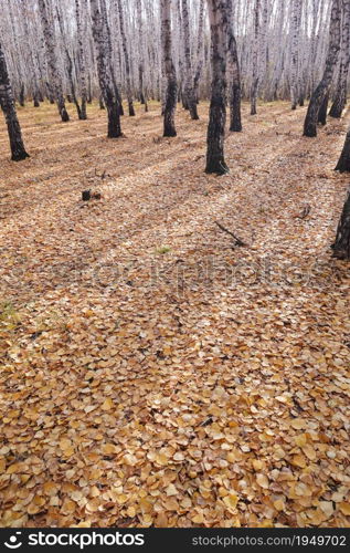 Beautiful autumn birch forest