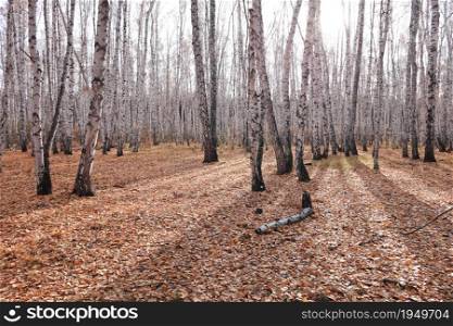 Beautiful autumn birch forest