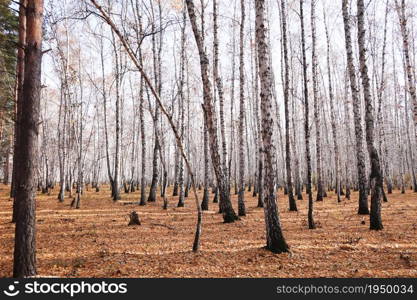 Beautiful autumn birch forest