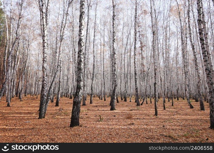 Beautiful autumn birch forest