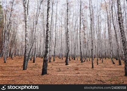 Beautiful autumn birch forest