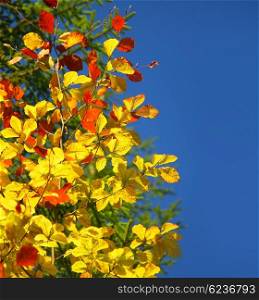 Beautiful autumn border, dry yellow tree leaved on bright blue sky background, autumnal sunny day, beauty of fall season