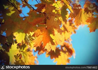 Beautiful autumn branch of maple tree on blue sky background