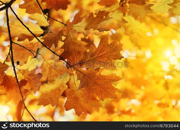 Beautiful autumn branch ,soft focus, natural sunny background