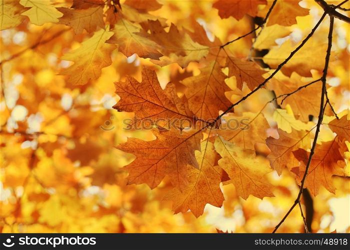 Beautiful autumn branch ,soft focus, nature background