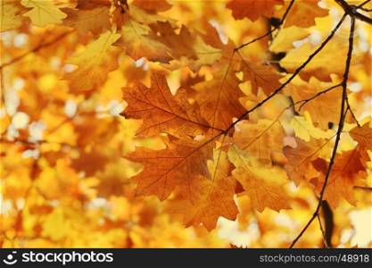 Beautiful autumn branch ,soft focus, nature background