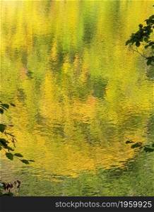 Beautiful autumn capture of a yellow tree reflected in a lake in England- abstract capture suitable as background