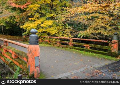 Beautiful autumn color of Japanese maple trees with red bridge in Kyoto, Japan