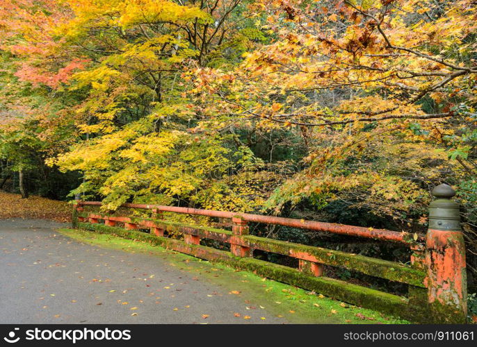 Beautiful autumn color of Japanese maple trees with red bridge in Kyoto, Japan