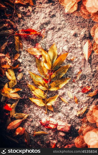 Beautiful Autumn colorful fallen leaves , top view, outdoor