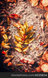 Beautiful Autumn colorful fallen leaves , top view, outdoor