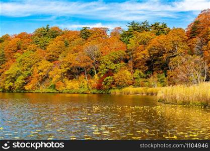 Beautiful autumn colorful leaf forest at Onuma Pond with the blue sky and the ripples at the water surface in Towada Hachimantai National Park, Akita Prefecture, Japan.