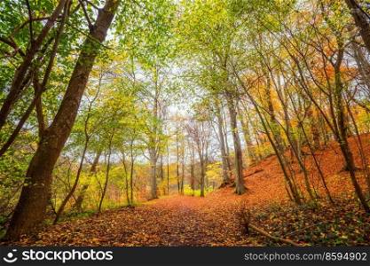 Beautiful autumn colors in the forest with orange leaves on the ground and vibrant green leafs on the trees