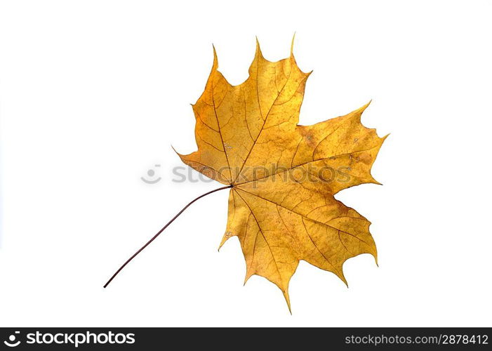 beautiful autumn colour leaf isolated on white background