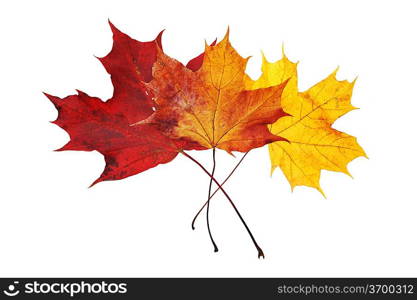 beautiful autumn colour leaves isolated on white background