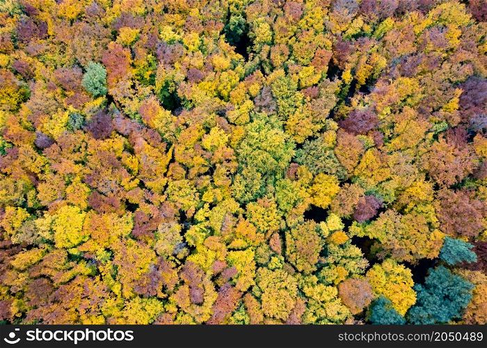 Beautiful autumn deciduous forest with colorful trees from drone view. Natural seamless pattern.. Beautiful autumn forest from drone view