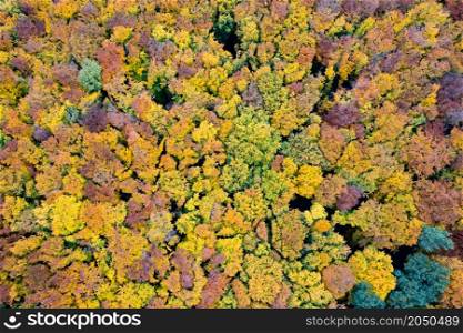 Beautiful autumn deciduous forest with colorful trees from drone view. Natural seamless pattern.. Beautiful autumn forest from drone view