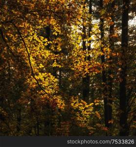 Beautiful Autumn Fall colorful vibrant forest landscape