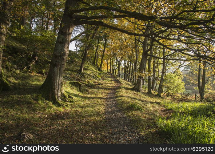 Beautiful Autumn Fall forest landscape image in countryside around Crummock Water in Lake District in England