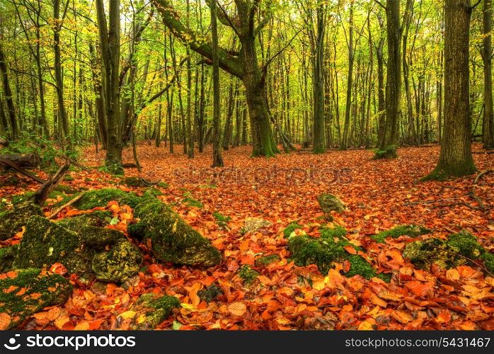 Beautiful Autumn Fall forest scene with bright vibrant colors and blanket of golden leaves on ground